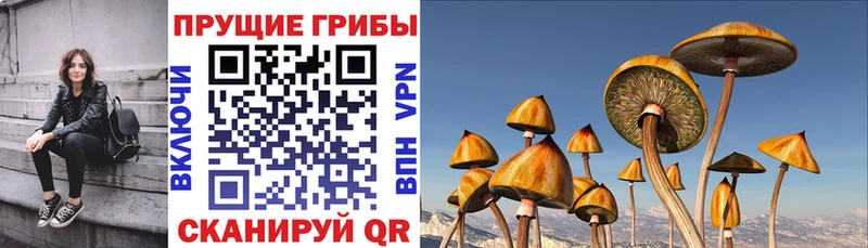 Галлюциногенные грибы Cubensis  kraken онион  Карачев 